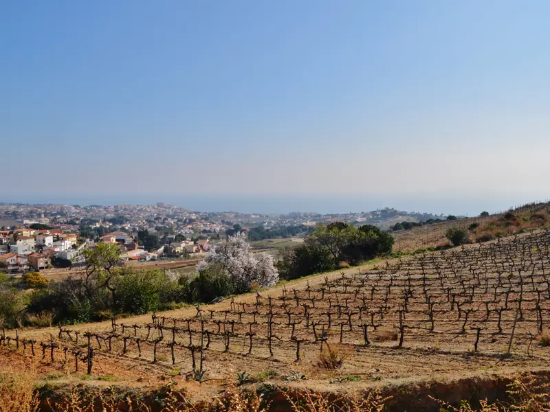 Viñas de Alella con el pueblo y el mar al fondo
